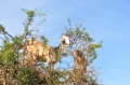 morocco, goats, medinas-002